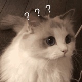 元芳