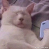 土豆爱汤圆