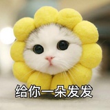美美哒