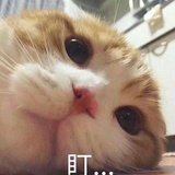 欺世盗名陈南瓜