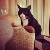 大猫_鹫