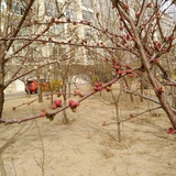 jiao2007-1225