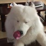 盖姐