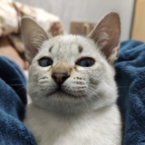焦糖焦糖