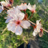 玫瑰泡泡
