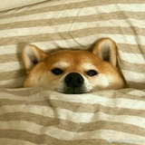 没有昵称