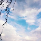 芣苢沔