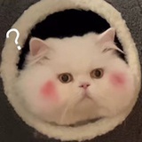 pstanycho