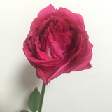 煳殜結