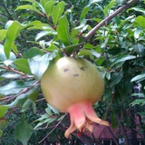 蒋易潼