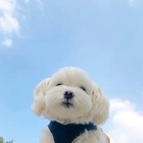 麦糊烧