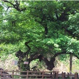陆子游