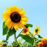 文敬芳