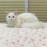 球球