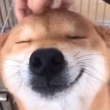 Orz