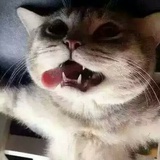 邢花花
