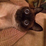 ham