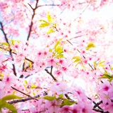 ida哒哒