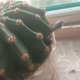 必然着相