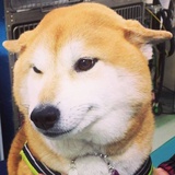 肉圆子夫人