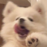 茼蒿