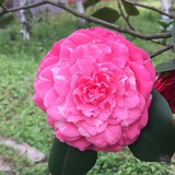 达奚