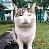 冷锋