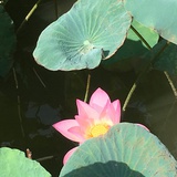 城南花已开