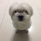 趴在本垒的老鼠