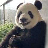 努力赚钱买水豚