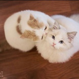 A.奇遇猫舍 