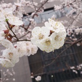 水清木华
