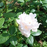 小南阳花