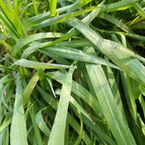 小胡桃