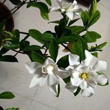 清风