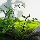 沙纳花园设计