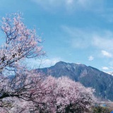 夏新凉
