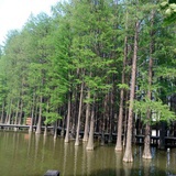 小样