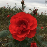 春天花会开