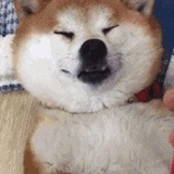 丑鱼尼莫