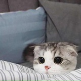 片光