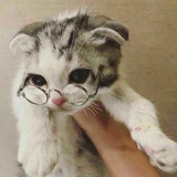 YogurtLion