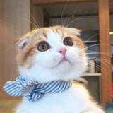 森森