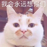 萌萌哒的鸡蛋饼