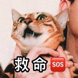 起司君
