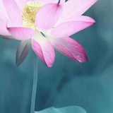 独伫一帘幽梦.迎