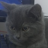 第一次养猫