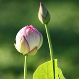 淥水斕