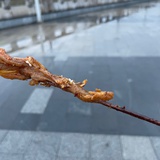 串串
