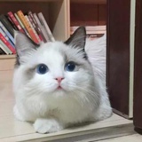 ypx